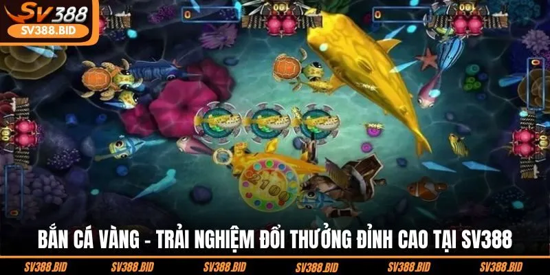 ban-ca-vang