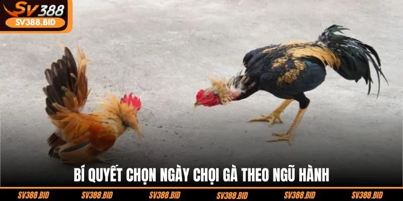bi-quyet-chon-ngay-choi-ga-theo-ngu-hanh