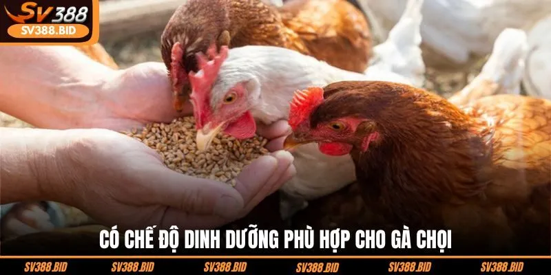 co-che-do-dinh-duong-phu-hop-cho-ga-choi