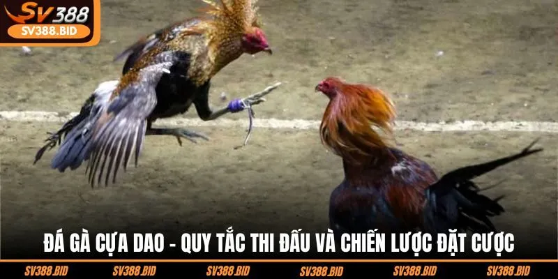da-ga-cua-dao