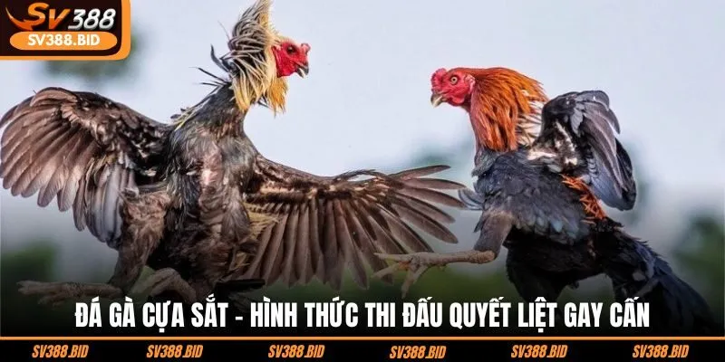 da-ga-cua-sat