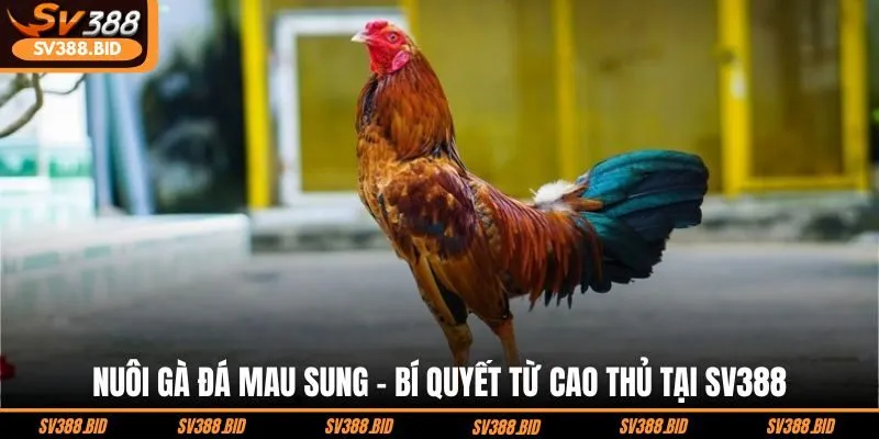 nuoi-ga-da-mau-sung