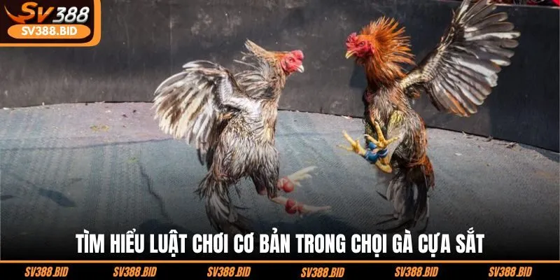 tim-hieu-luat-choi-co-ban-trong-choi-ga-cua-sat