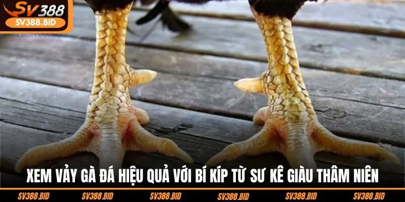 xem-vay-ga-da